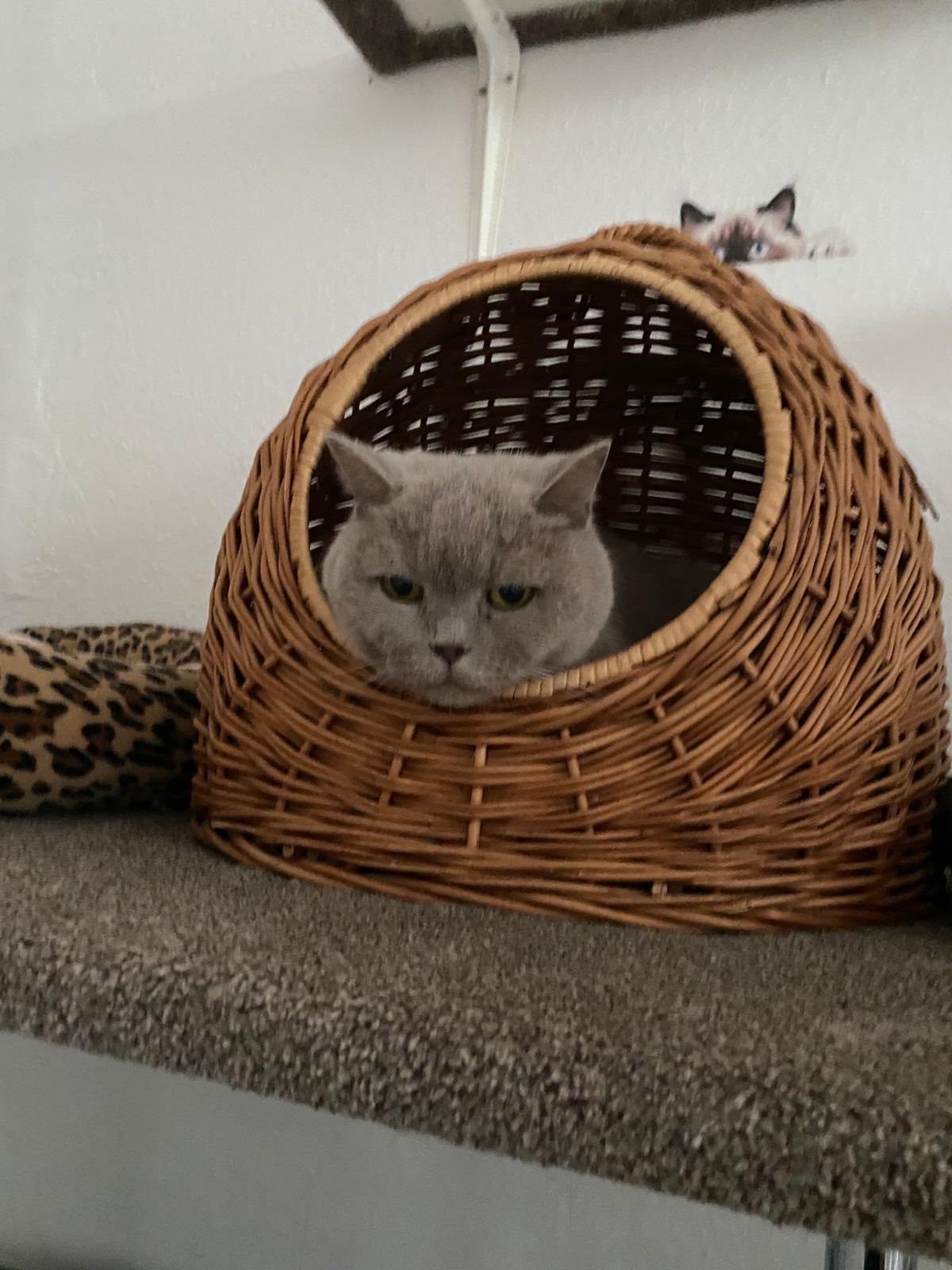 Katze im Weidenkorb