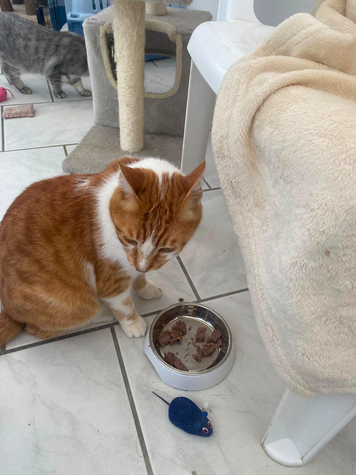 Katze beim Fressen