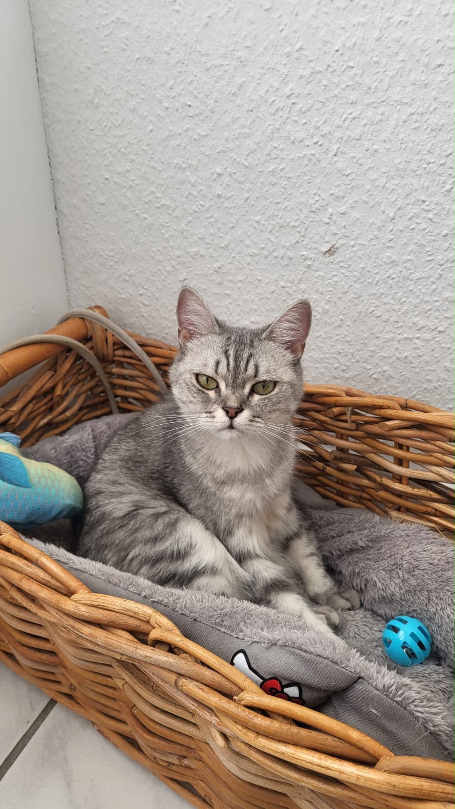 Katze im Cathotel Luxus