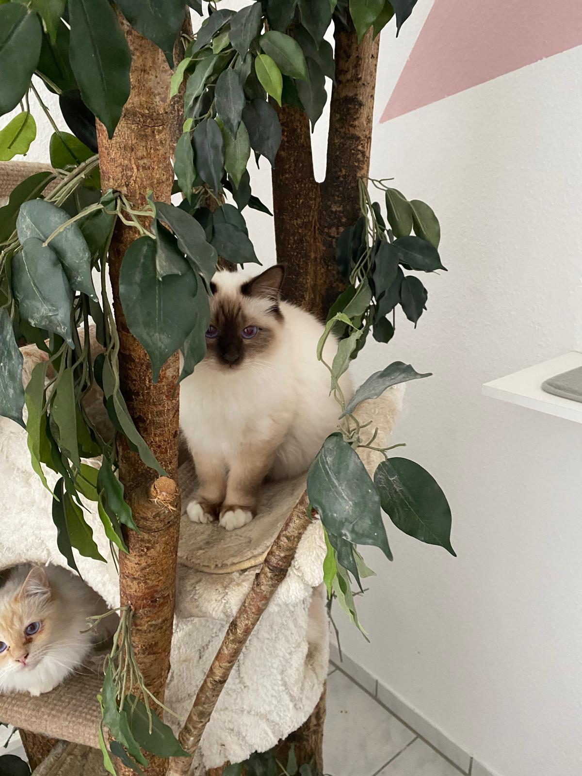 Katze im Kletterbaum