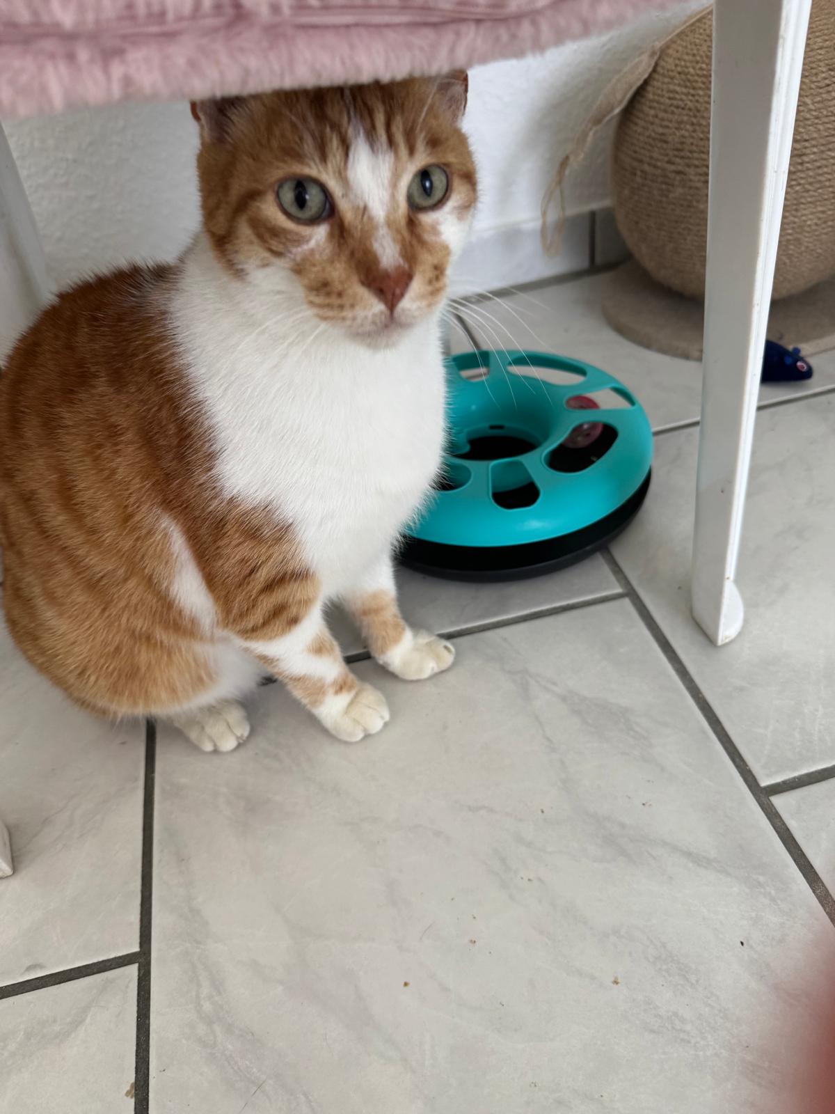Katze im Weidenkorb