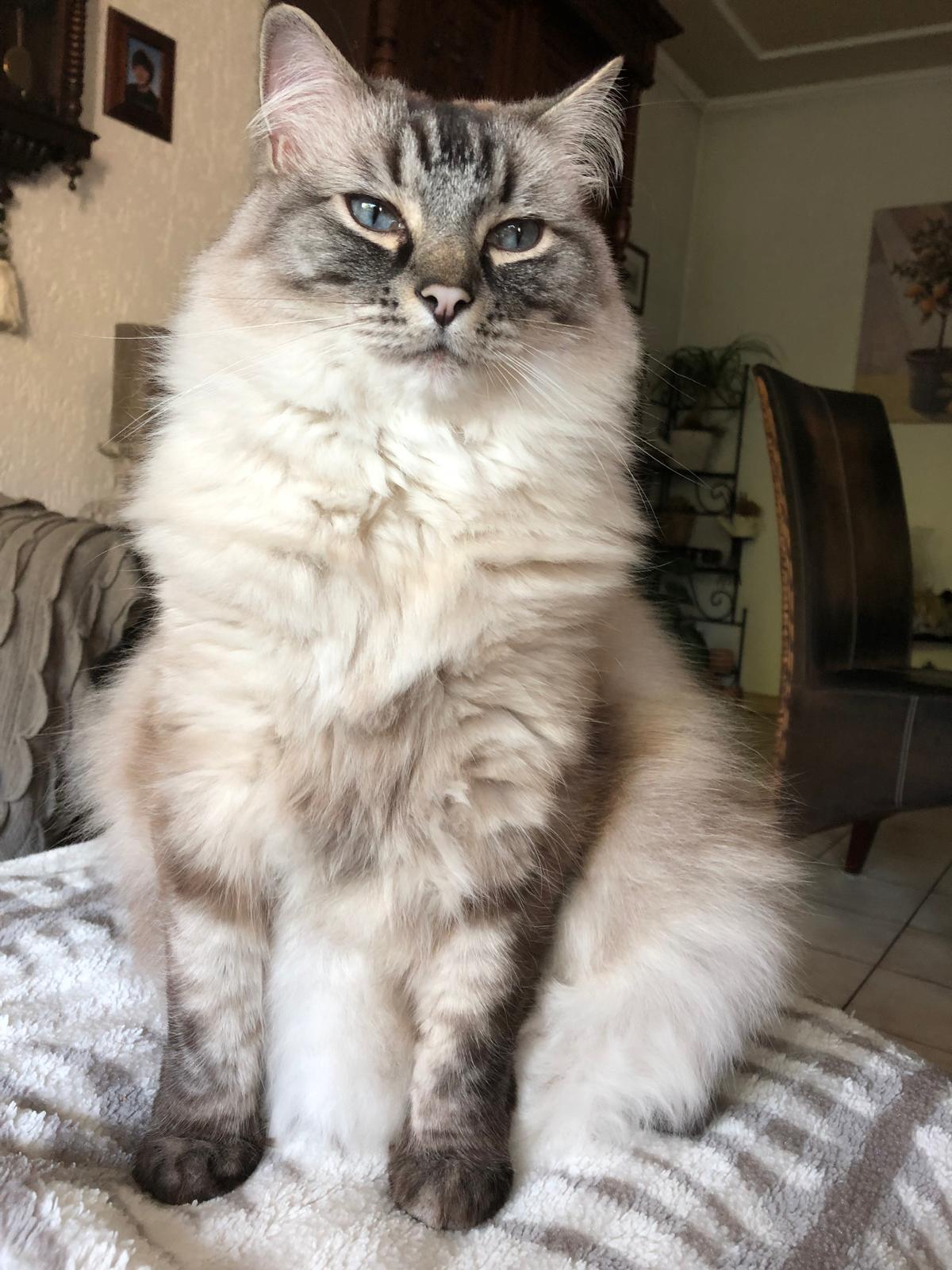 Katze auf gemütlichem Kissen