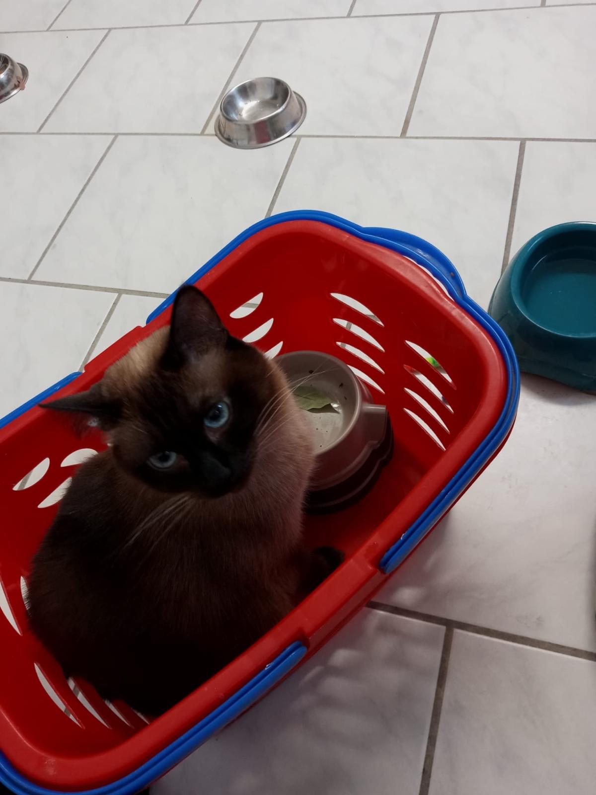 Katze im Körbchen